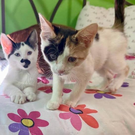 Enlarge Ginny Glitterpaws, a Adoptable Domestic Short Hair in Palmdale, CA image 4/4