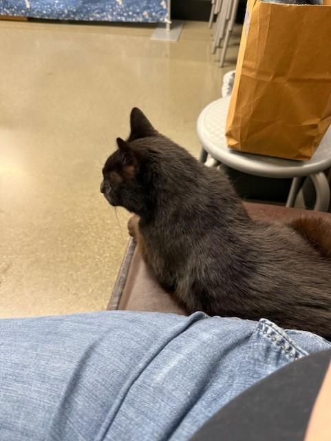 Midnight, a ADOPTABLE Domestic Short Hair in Sacramento, CA image 2/2