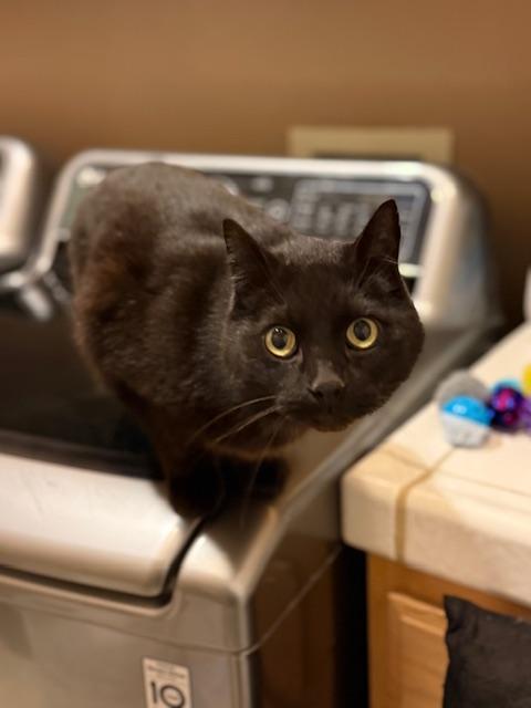 Midnight, ADOPTABLE, Young Male Domestic Short Hair.