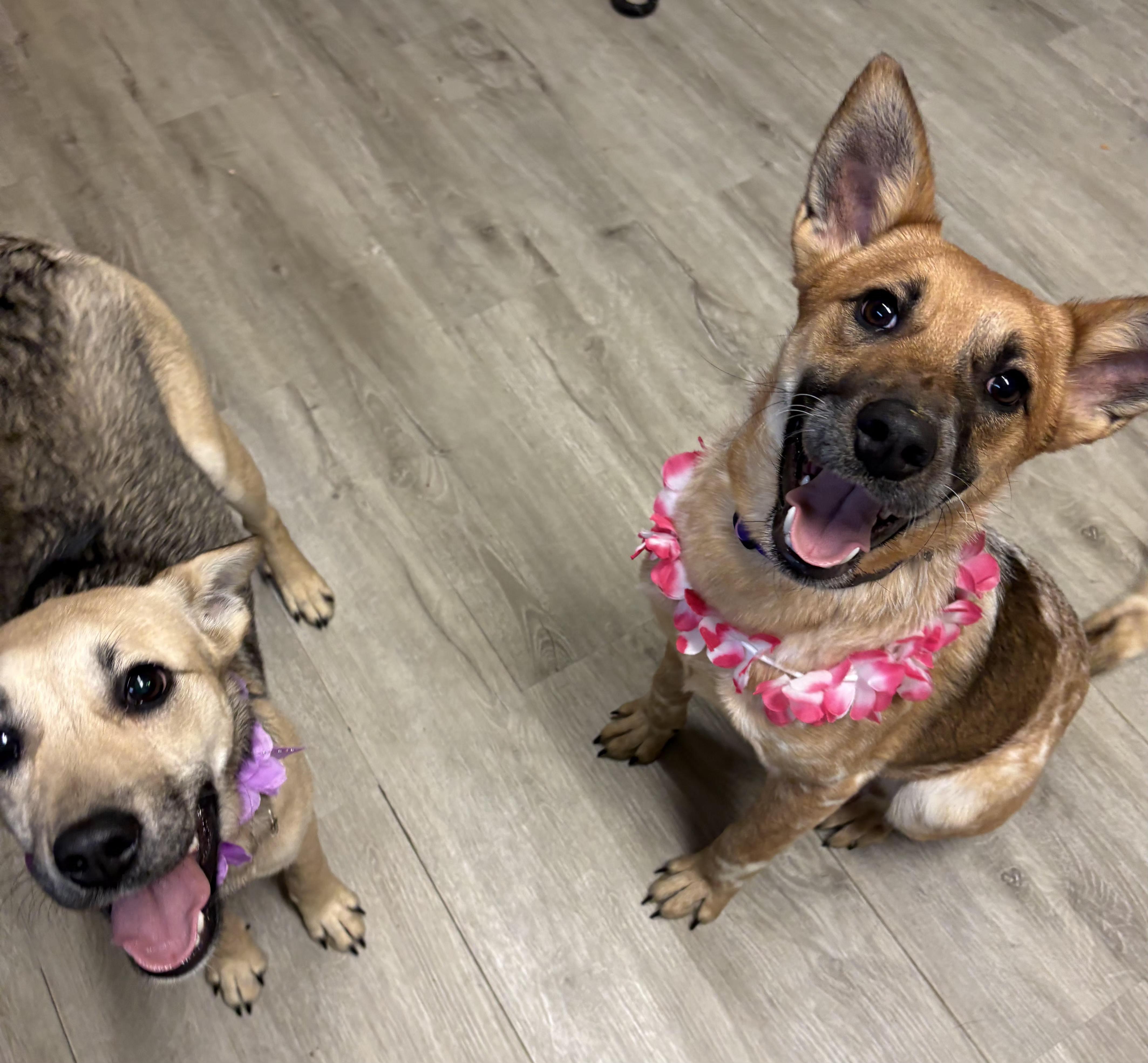 Joyce, an adopted mixed breed in Mansfield, OH image 5/5