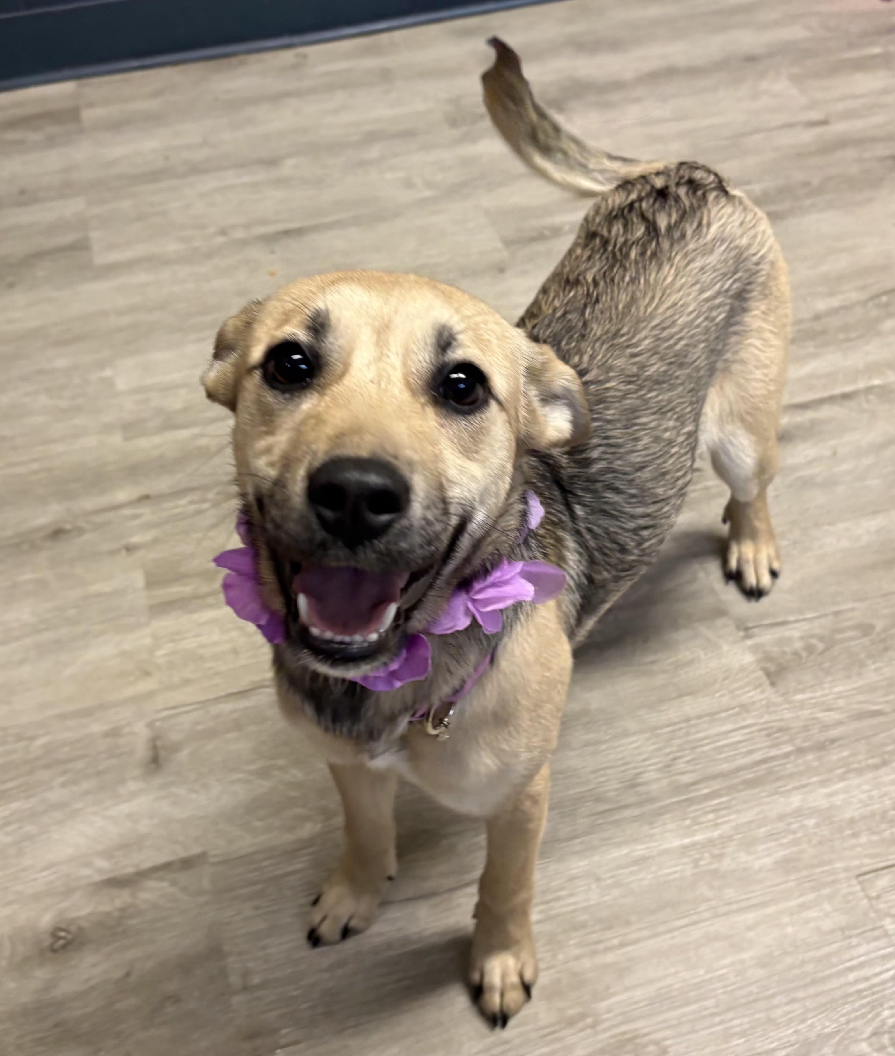 Joyce, an adopted mixed breed in Mansfield, OH image 2/5