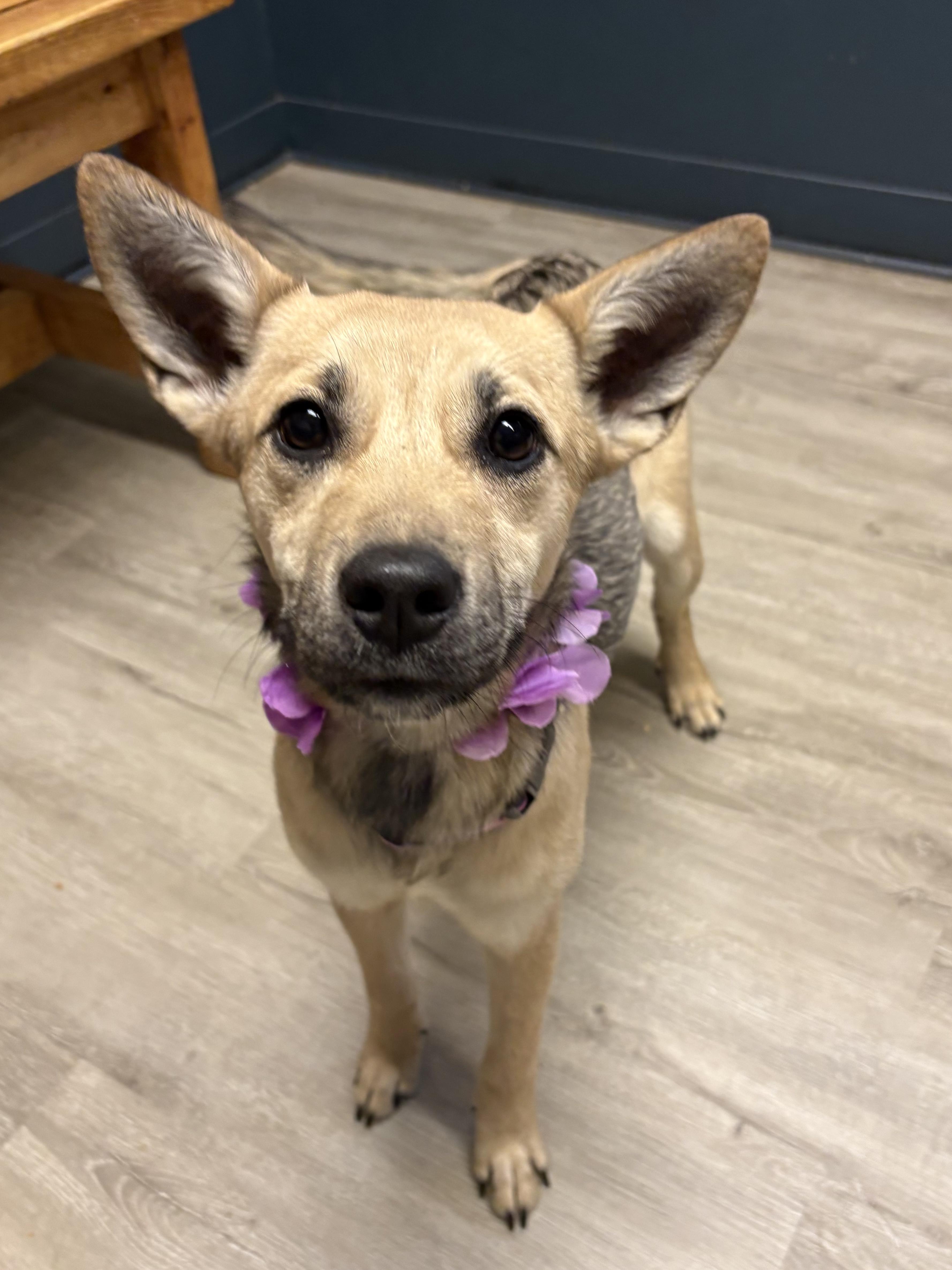 Joyce, an adopted mixed breed in Mansfield, OH image 3/5
