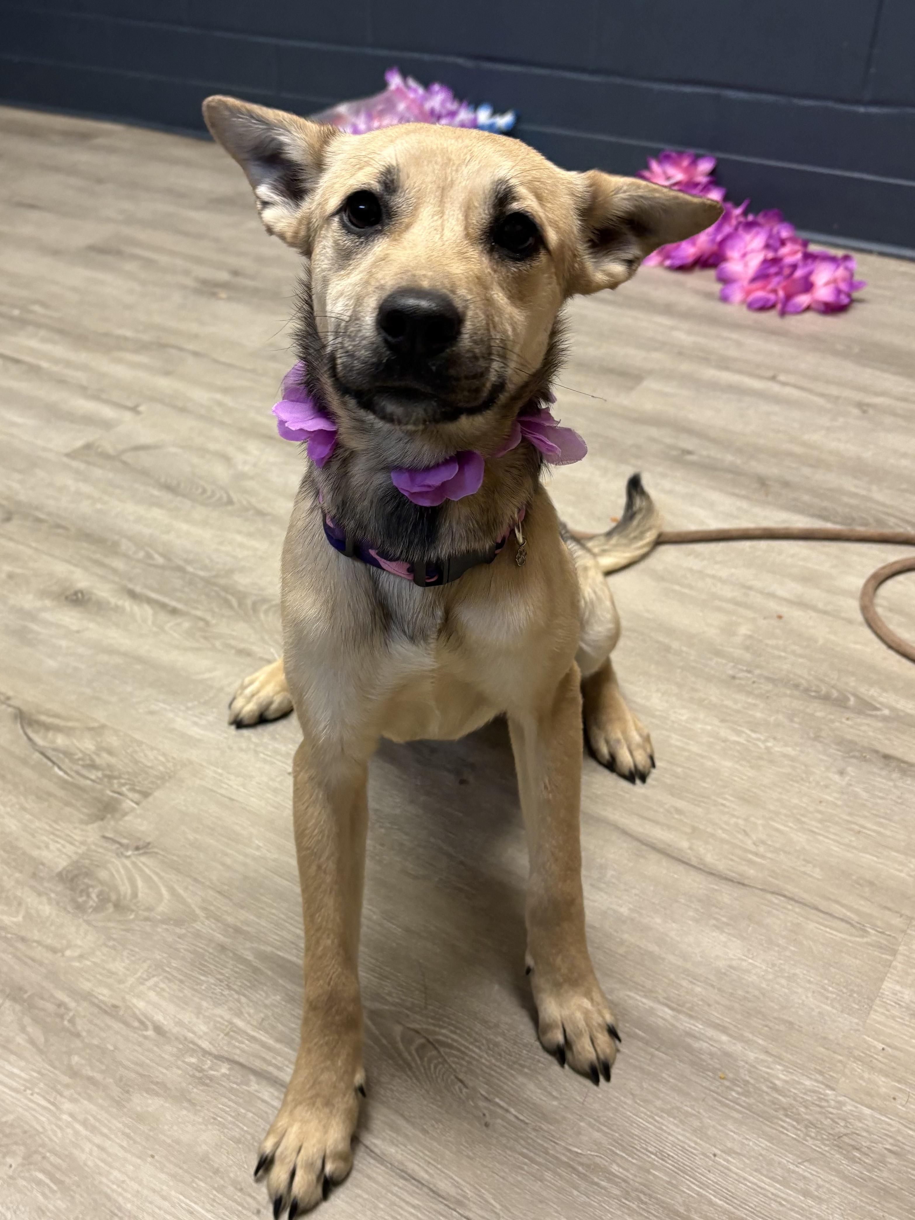 Joyce, an adopted mixed breed in Mansfield, OH image 1/5