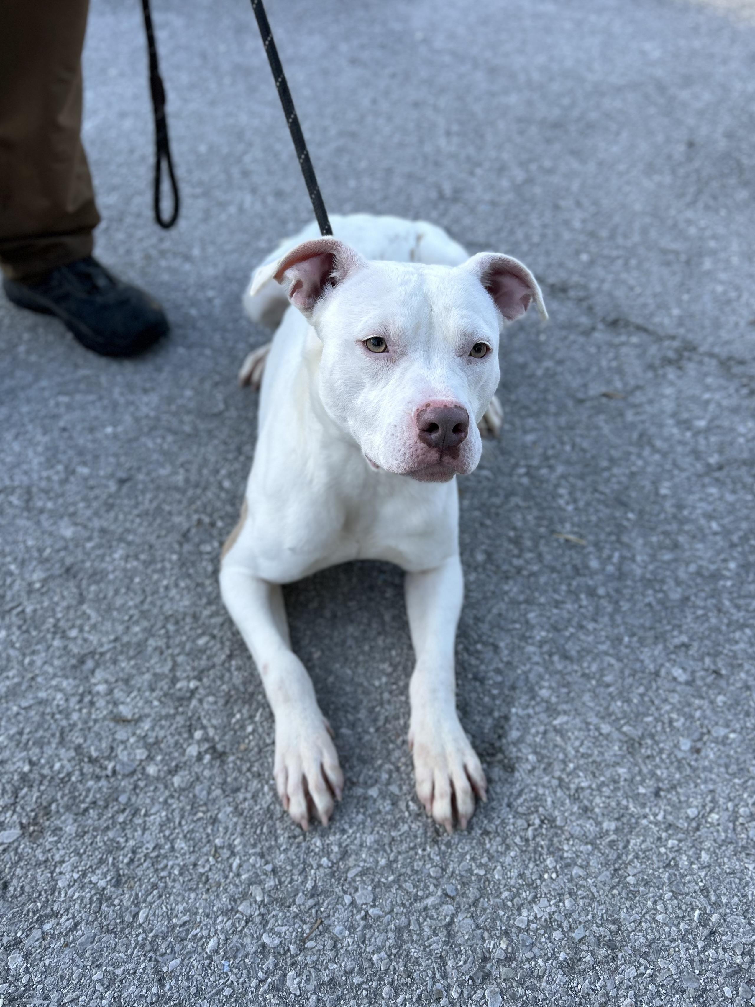 Enlarge Nilla, a ADOPTABLE Mixed Breed in Manchester, TN image 4/6