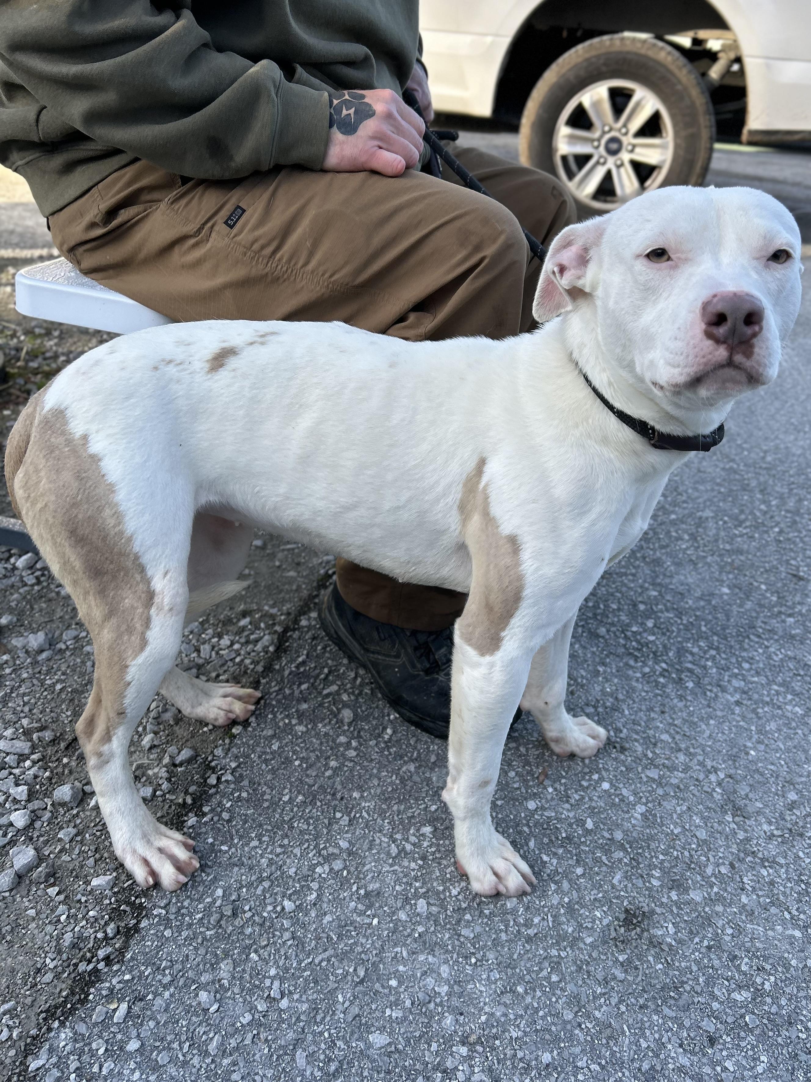 Enlarge Nilla, a ADOPTABLE Mixed Breed in Manchester, TN image 5/6