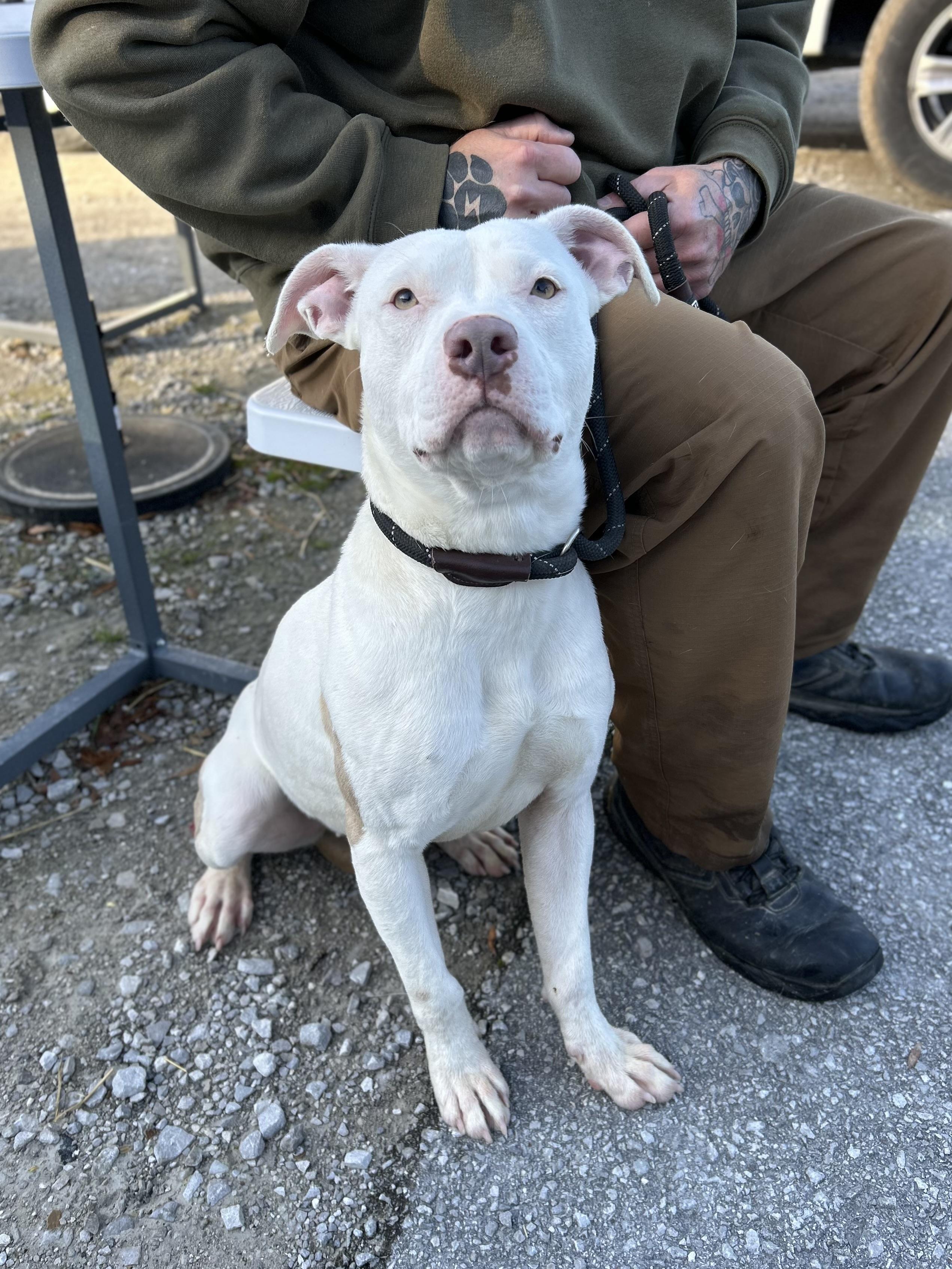 Nilla, ADOPTABLE, Young Female Mixed Breed.