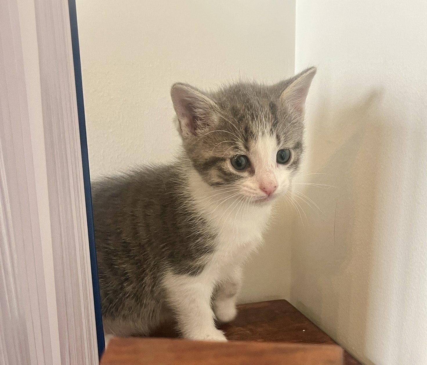 *Tinker, Adopted, Kitten Female Domestic Short Hair.