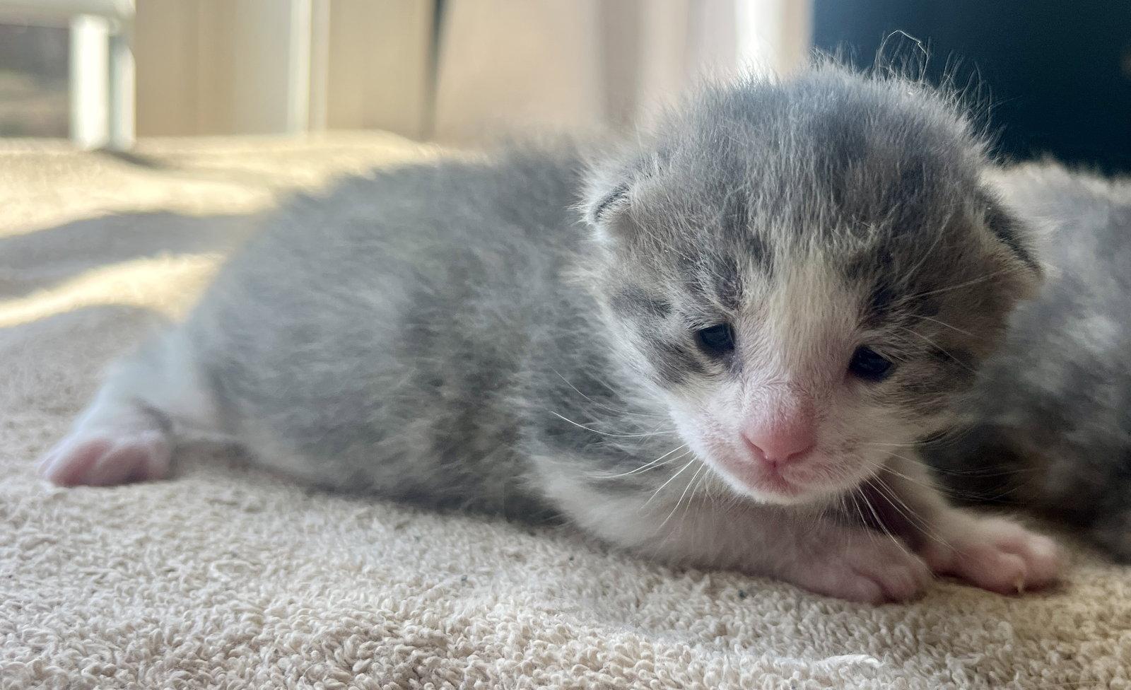 Enlarge *Tinker, a Adopted Domestic Short Hair in Forest, VA image 2/3