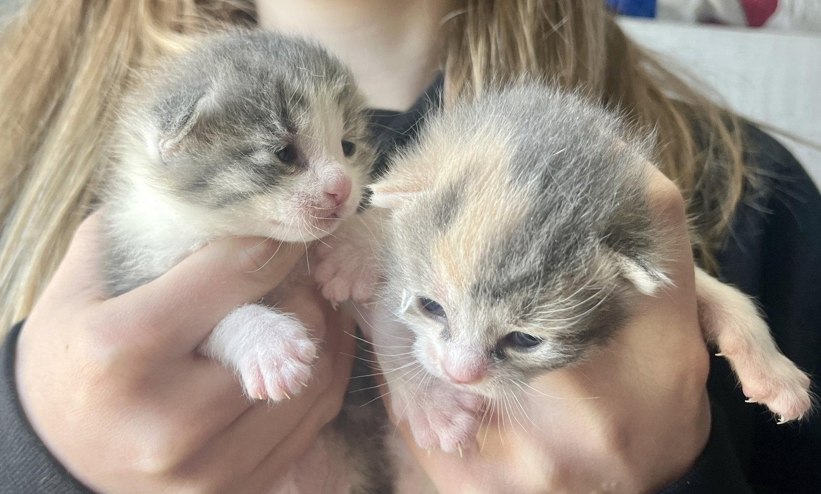 Enlarge *Tinker, a Adopted Domestic Short Hair in Forest, VA image 3/3