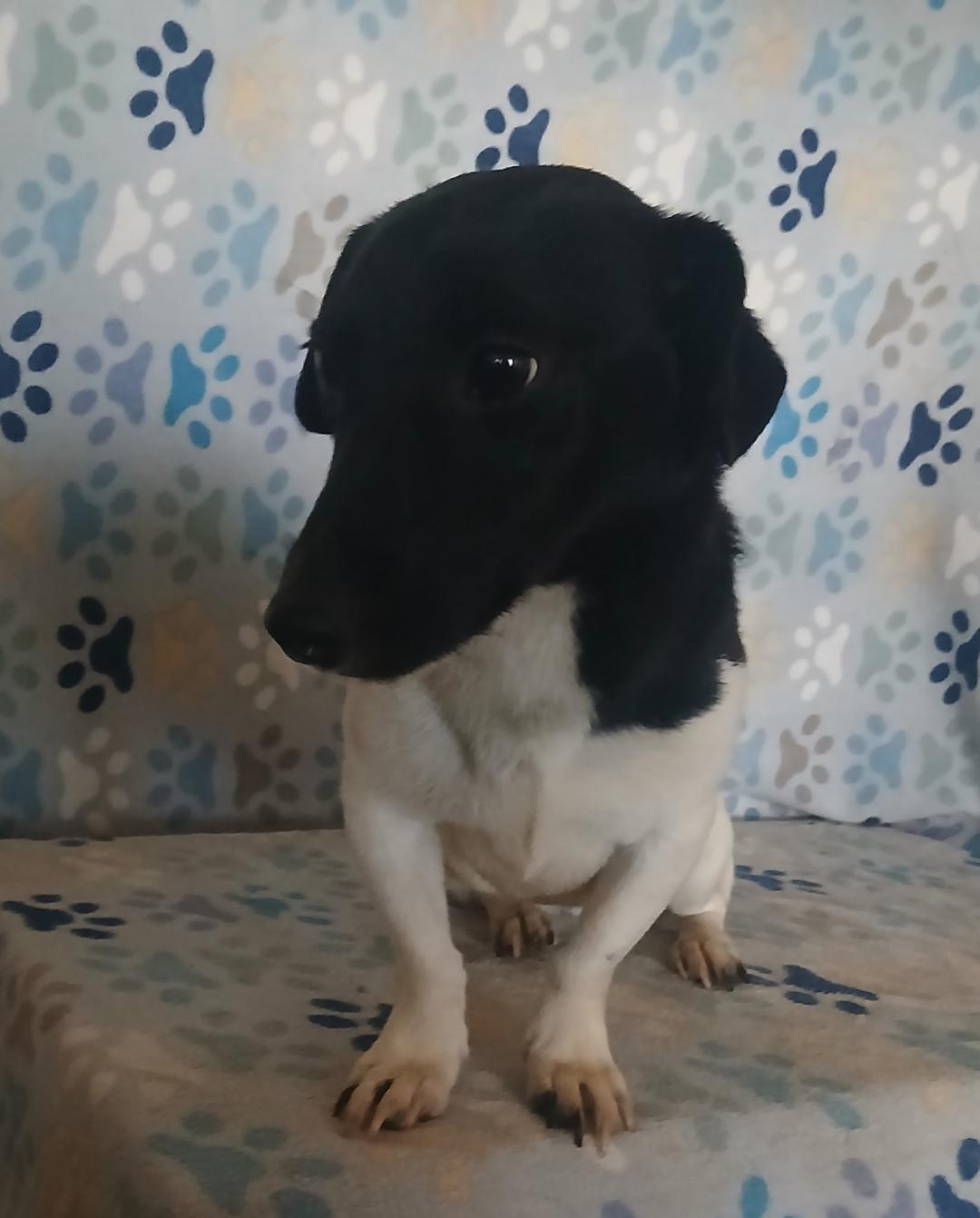 Enlarge Pistol, an adopted mixed breed in Mena, AR image 3/3