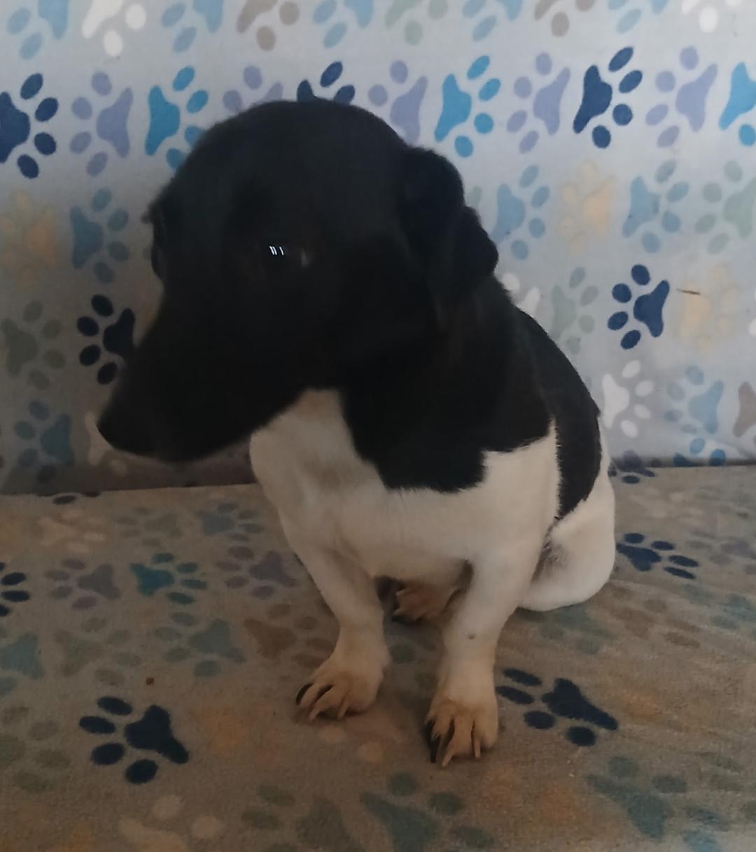 Pistol, adopted, Young Male Jack Russell Terrier.