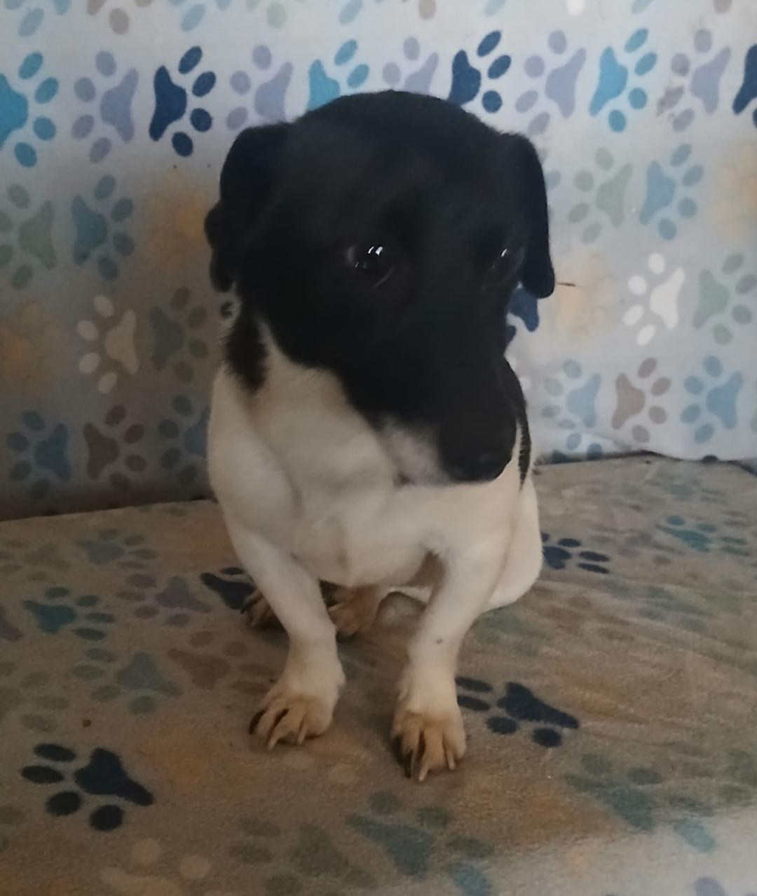 Enlarge Pistol, an adopted mixed breed in Mena, AR image 2/3