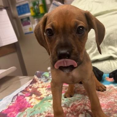 Enlarge French Fry, a Adoptable Mixed Breed in Knoxville, TN image 1/1