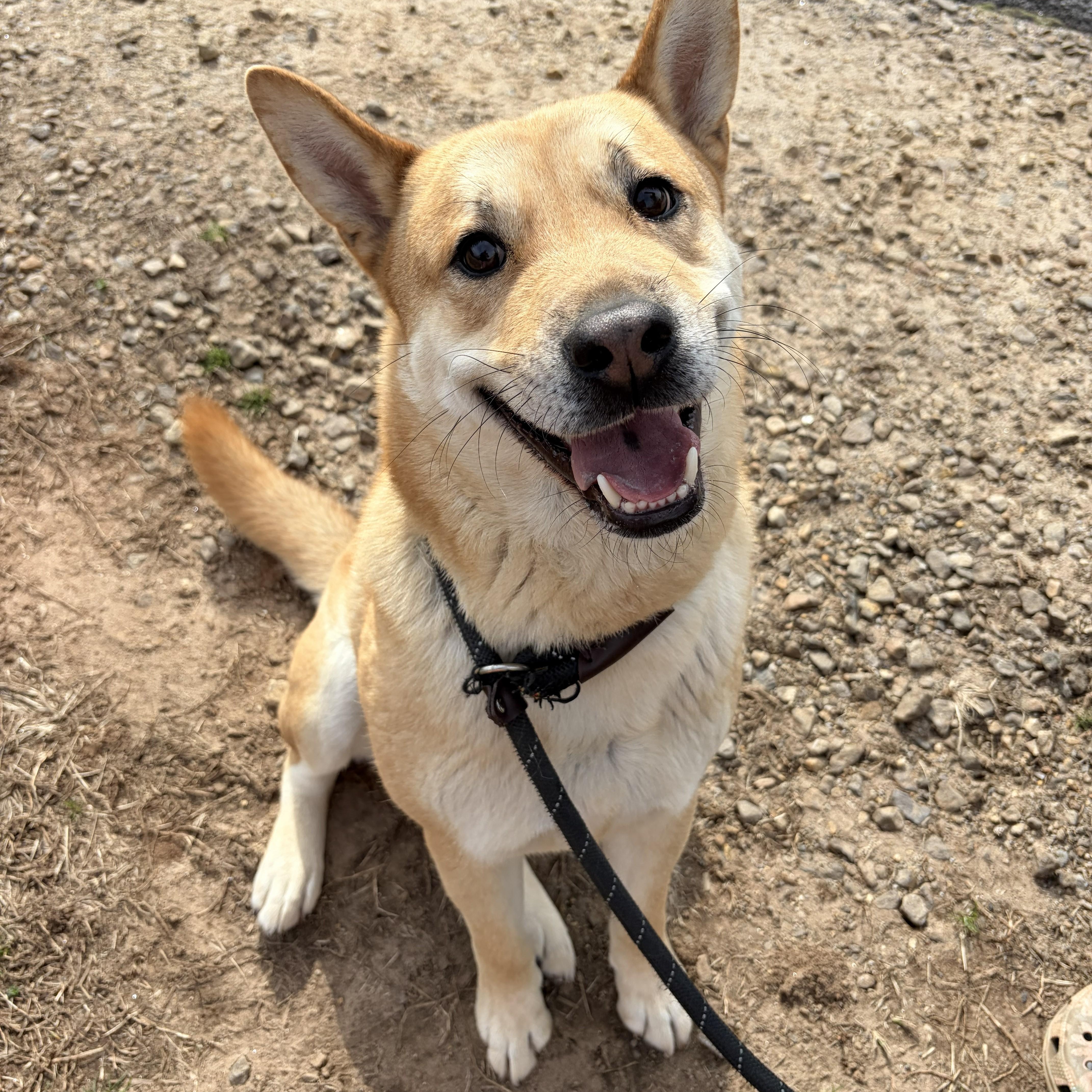 Enlarge Boyd, a ADOPTABLE mixed breed in Franklin, NC image 4/5