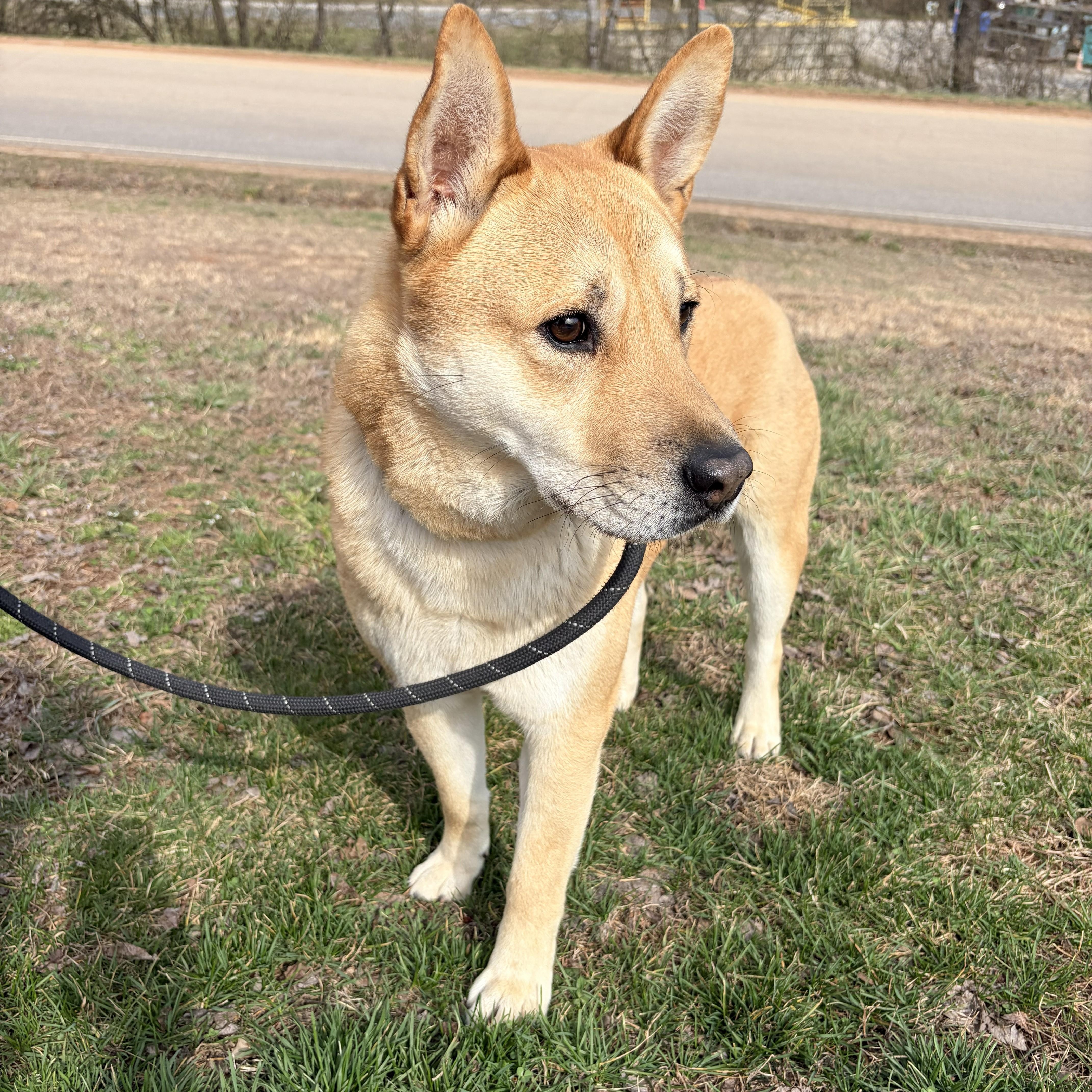 Enlarge Boyd, a ADOPTABLE mixed breed in Franklin, NC image 2/5