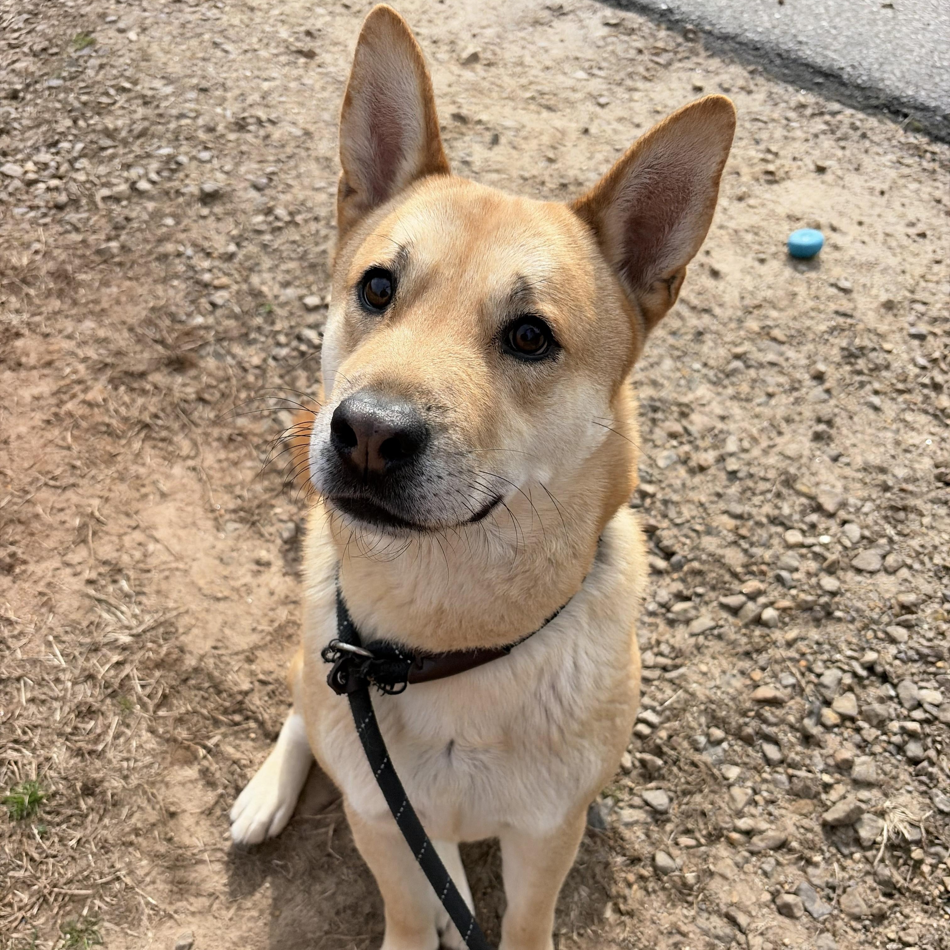 Enlarge Boyd, a ADOPTABLE mixed breed in Franklin, NC image 5/5