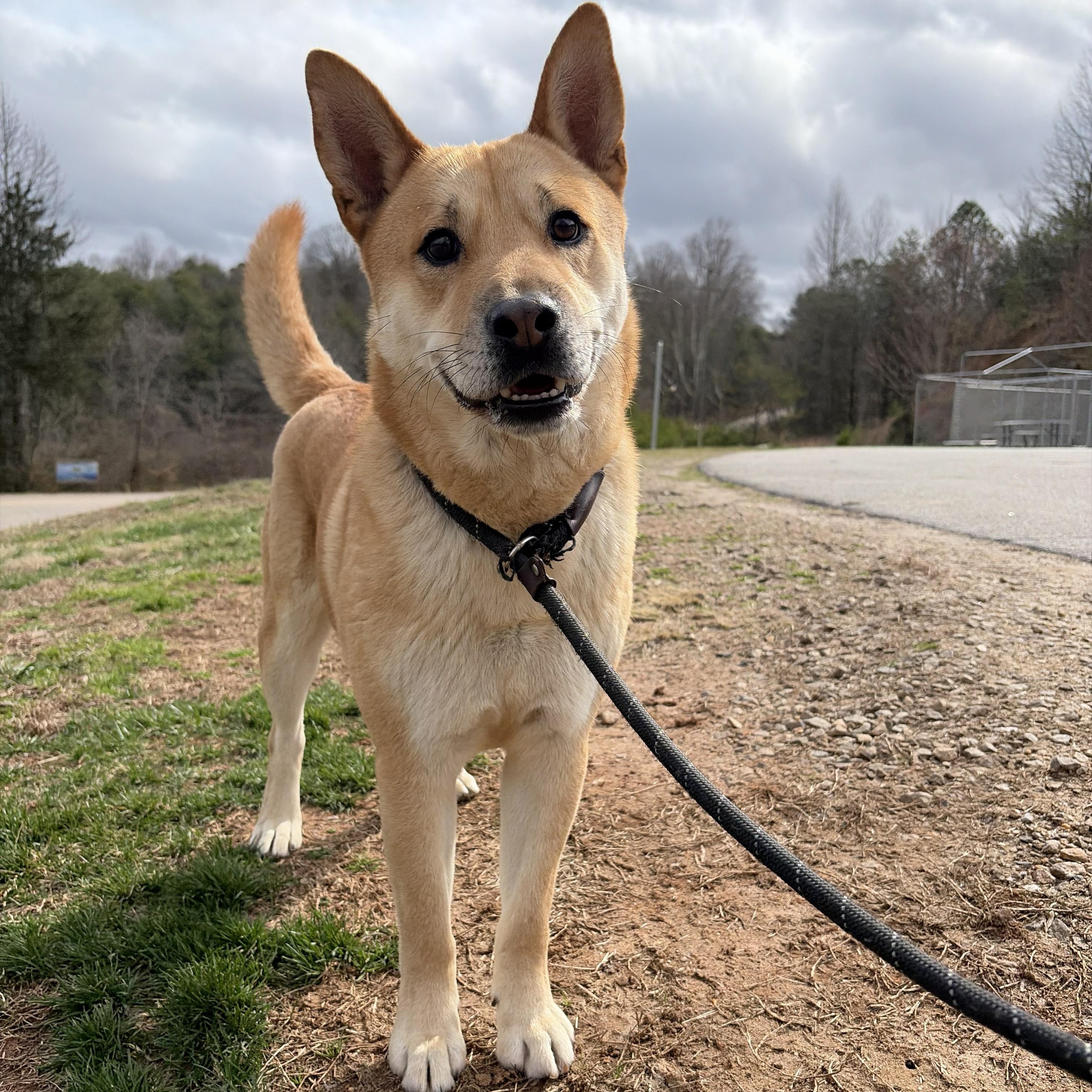 Enlarge Boyd, a ADOPTABLE mixed breed in Franklin, NC image 1/5