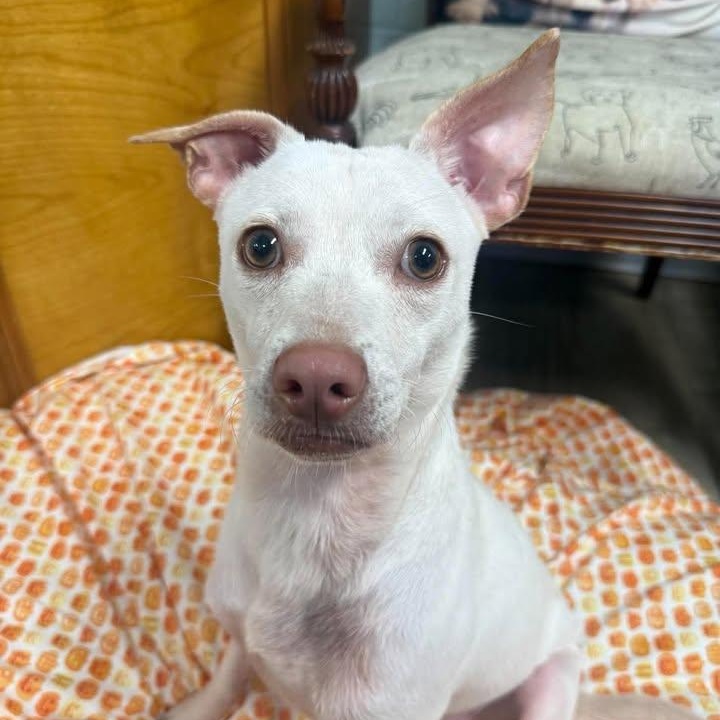 Enlarge Phil, a Adopted mixed breed in Wilmington, NC image 3/4