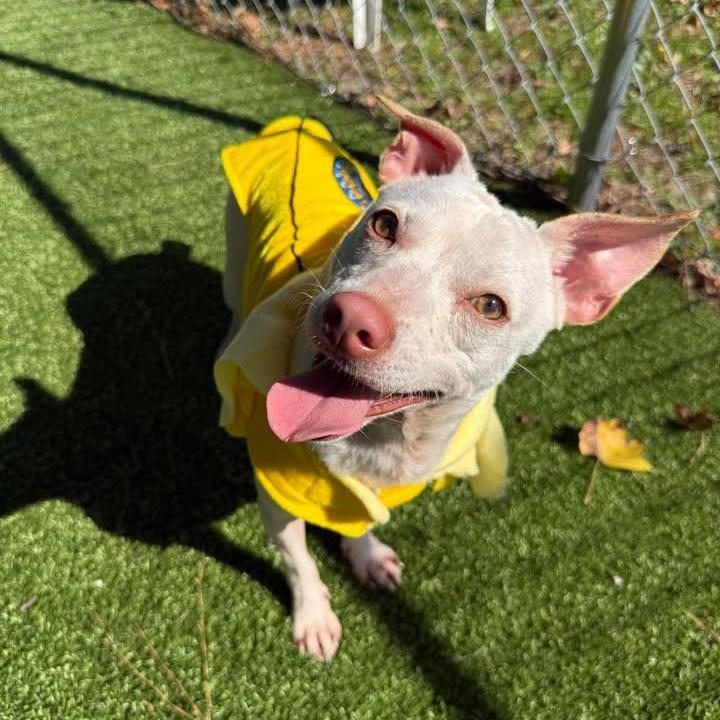 Phil, Adopted, Adult Male Chihuahua & Terrier.