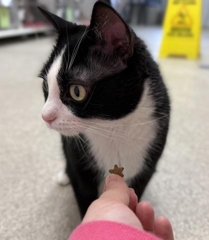 Tessie, Adoptable, Adult Female Domestic Short Hair & Domestic Short Hair.