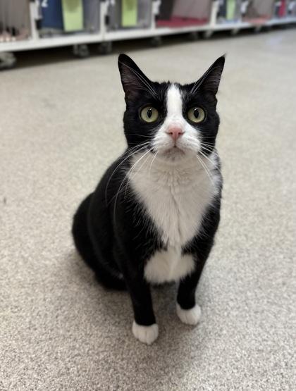 Enlarge Tessie, a Adoptable Domestic Short Hair in Harbor Springs, MI image 2/3