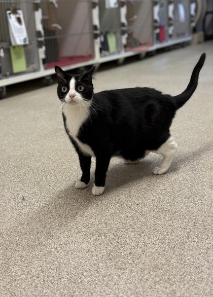 Enlarge Tessie, a Adoptable Domestic Short Hair in Harbor Springs, MI image 3/3