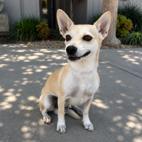 Winston, Adoptable, Young Male Chihuahua.