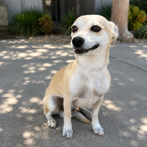Enlarge Winston, a Adoptable Chihuahua in Lathrop, CA image 2/2