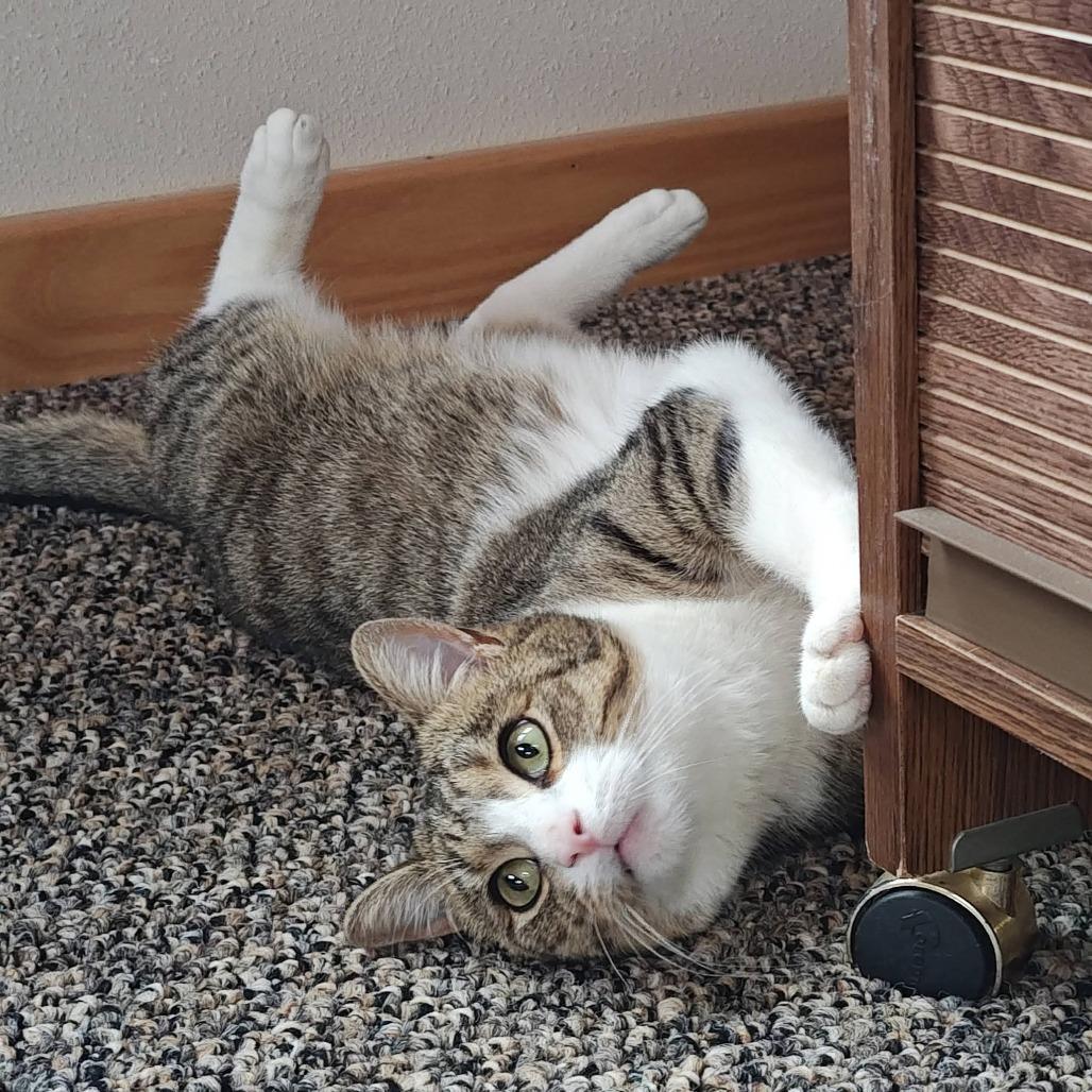 Frankie, Adoptable, Adult Male Domestic Short Hair.