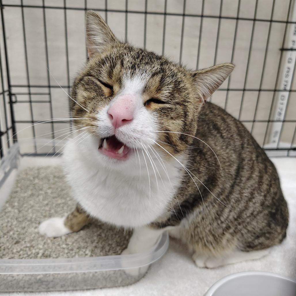 Frankie, Adoptable, Adult Male Domestic Short Hair.