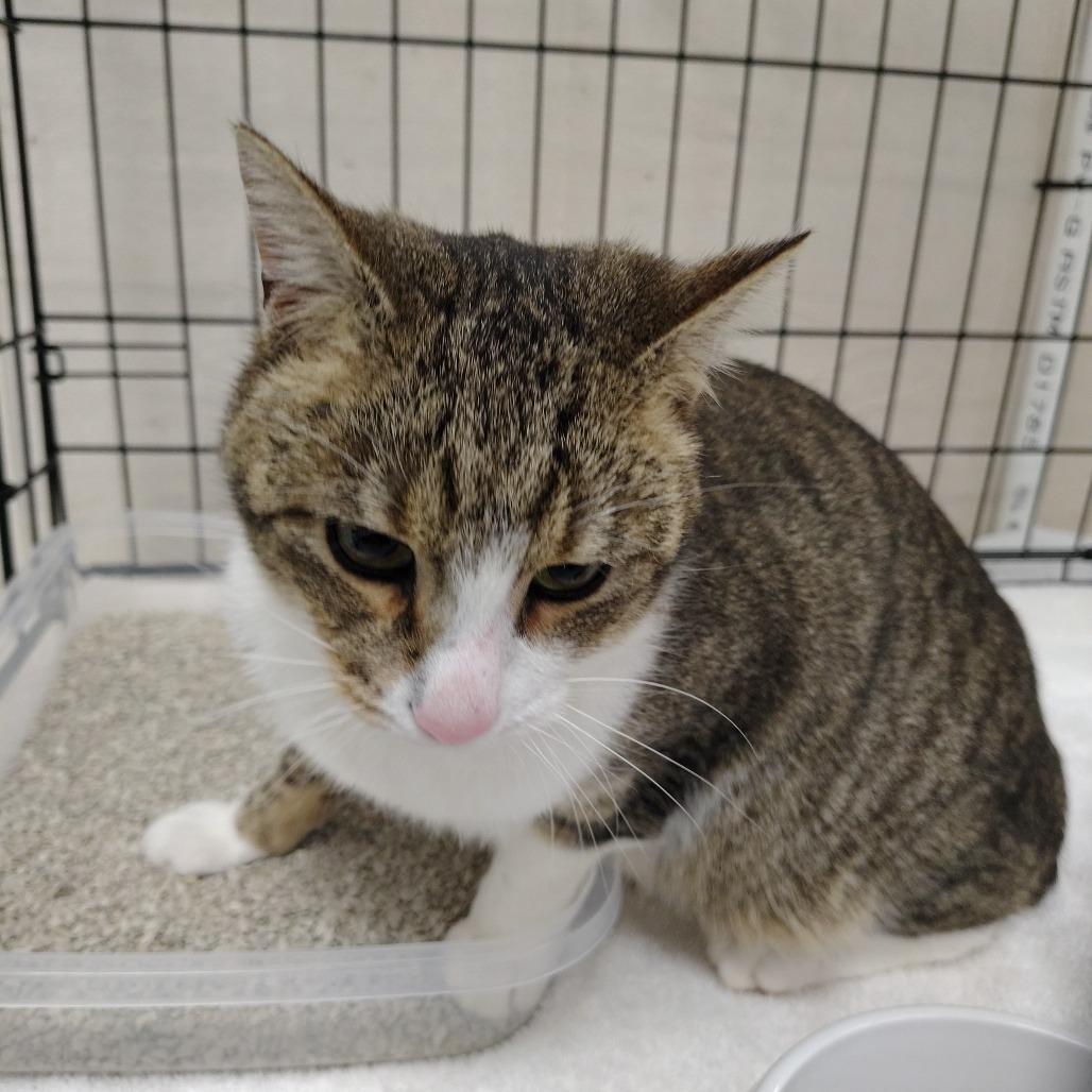 Enlarge Frankie, a Adoptable Domestic Short Hair in Coos Bay, OR image 2/4