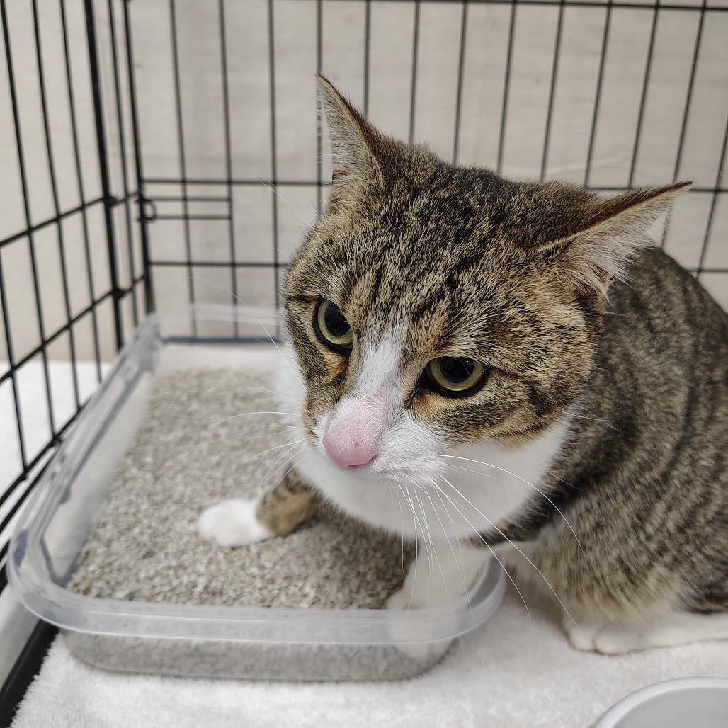 Enlarge Frankie, a Adoptable Domestic Short Hair in Coos Bay, OR image 3/4