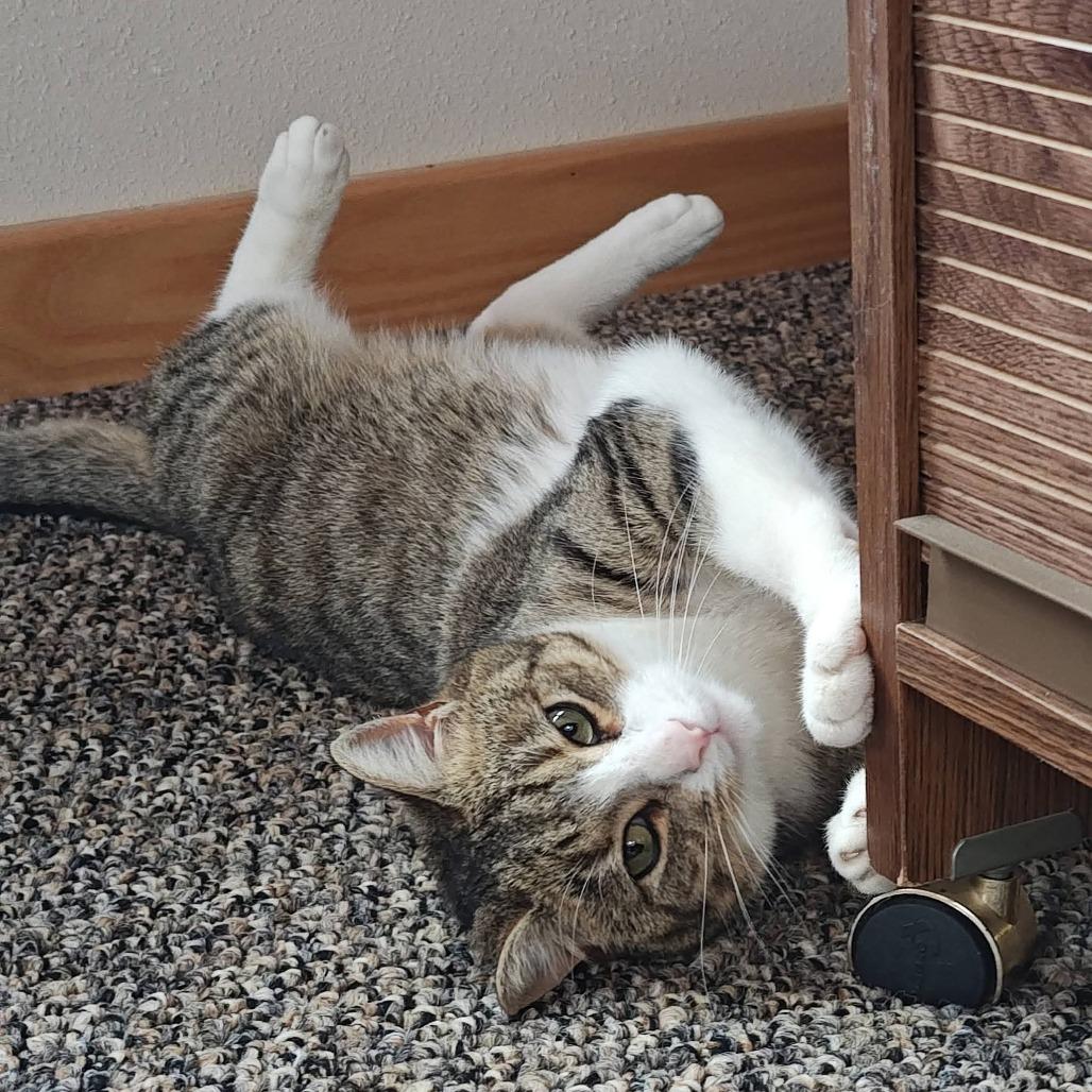 Enlarge Frankie, a Adoptable Domestic Short Hair in Coos Bay, OR image 5/6