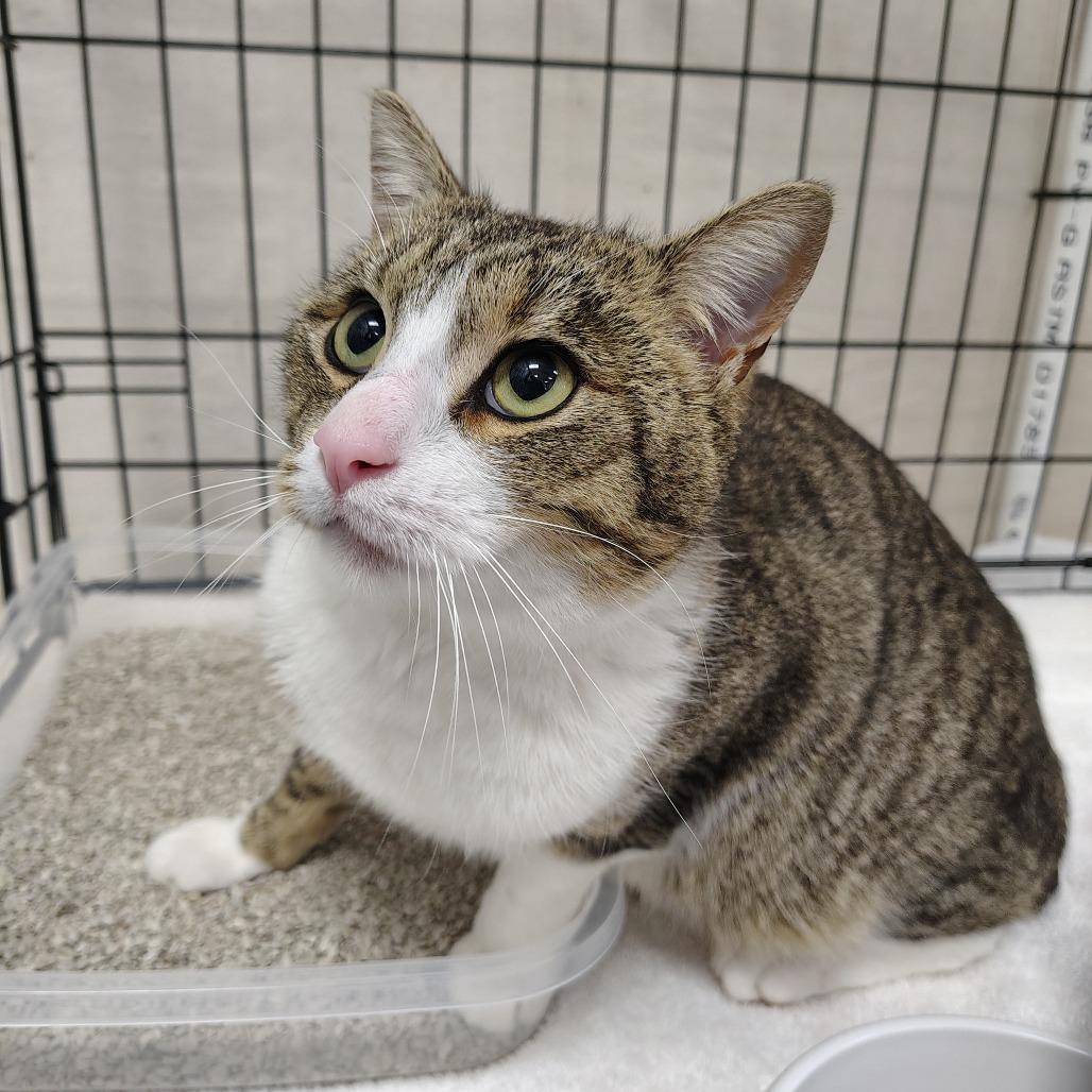 Enlarge Frankie, a Adoptable Domestic Short Hair in Coos Bay, OR image 4/4