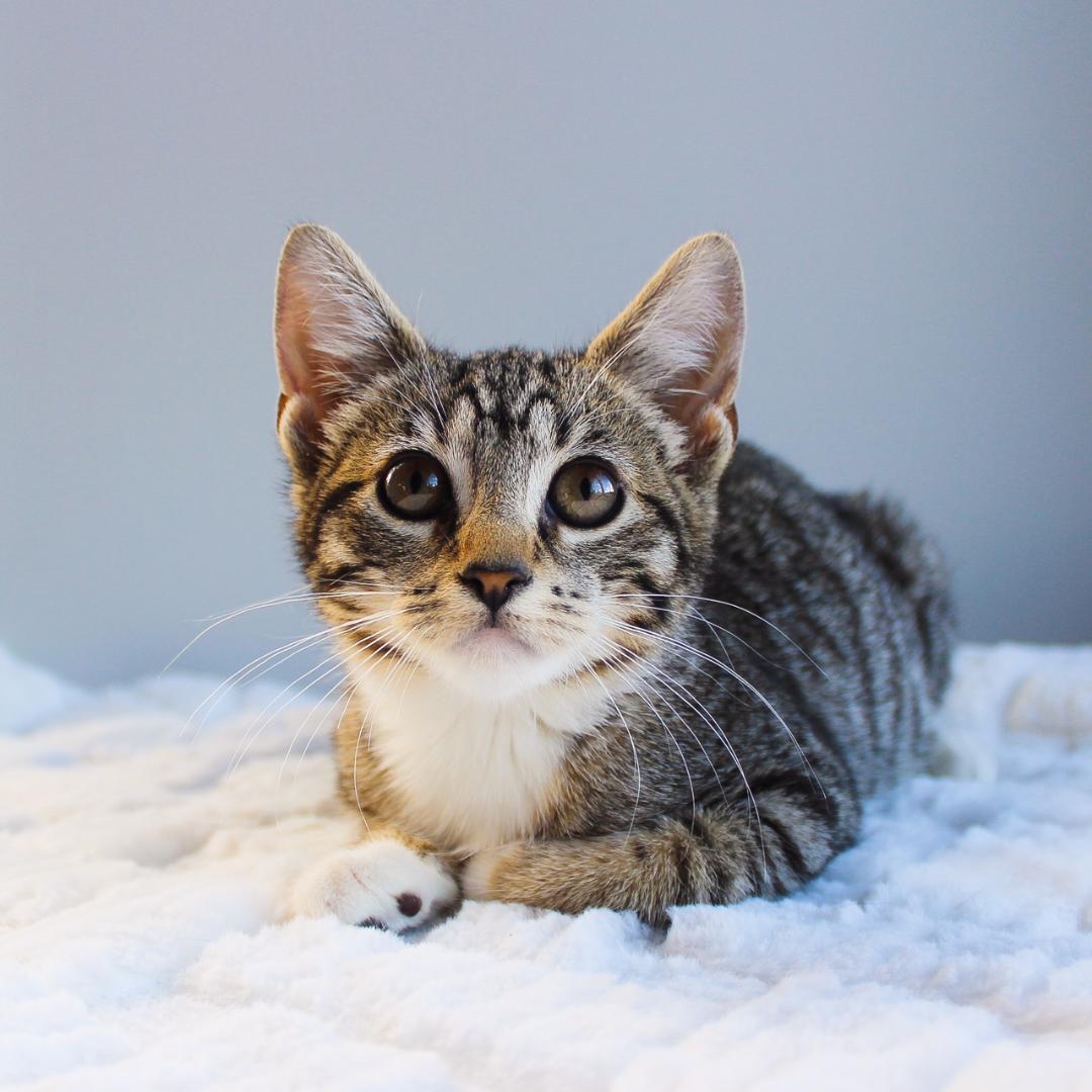 Enlarge Baby, a Adoptable Tabby in Wayne, NJ image 3/3