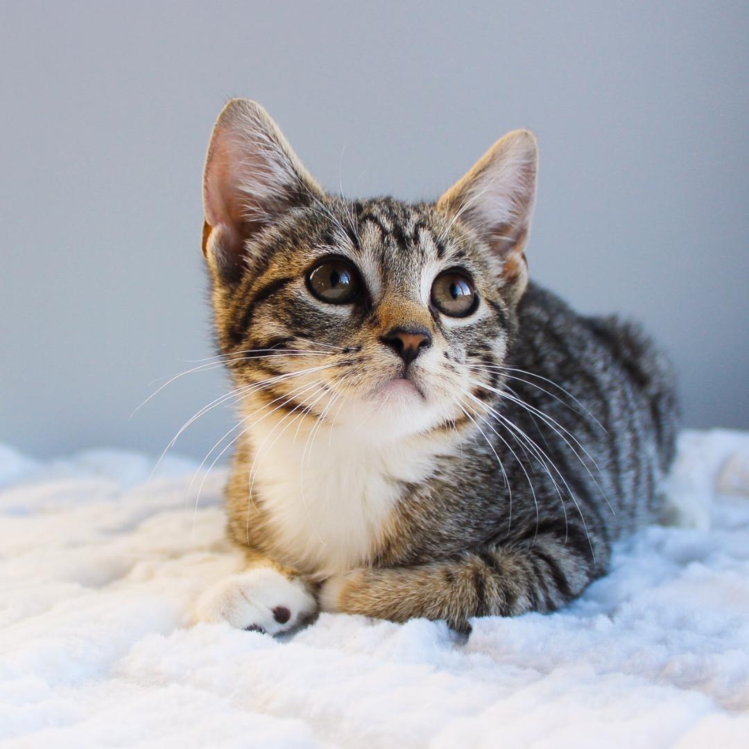 Baby, Adoptable, Kitten Female Tabby.