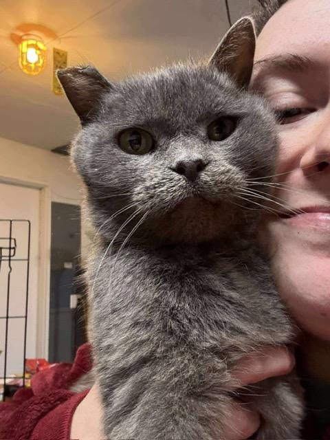 St. Nick, adopted, Adult Male Domestic Short Hair.