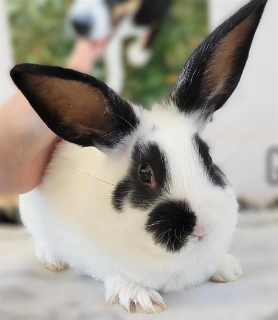 MAGNOLIA, Adoptable, Baby Male Bunny Rabbit.