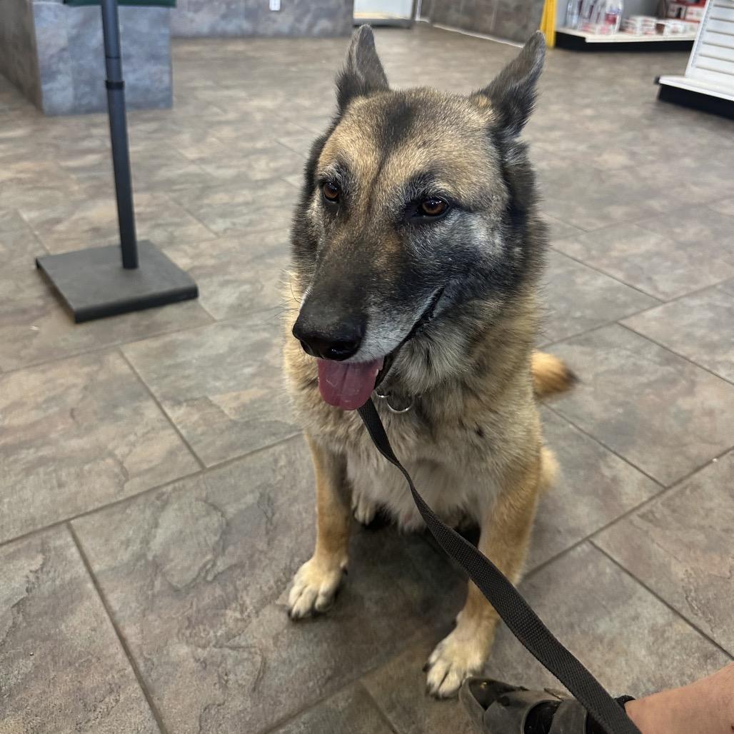 Rusty, Adoptable, Senior Male German Shepherd Dog & Belgian Shepherd / Malinois.