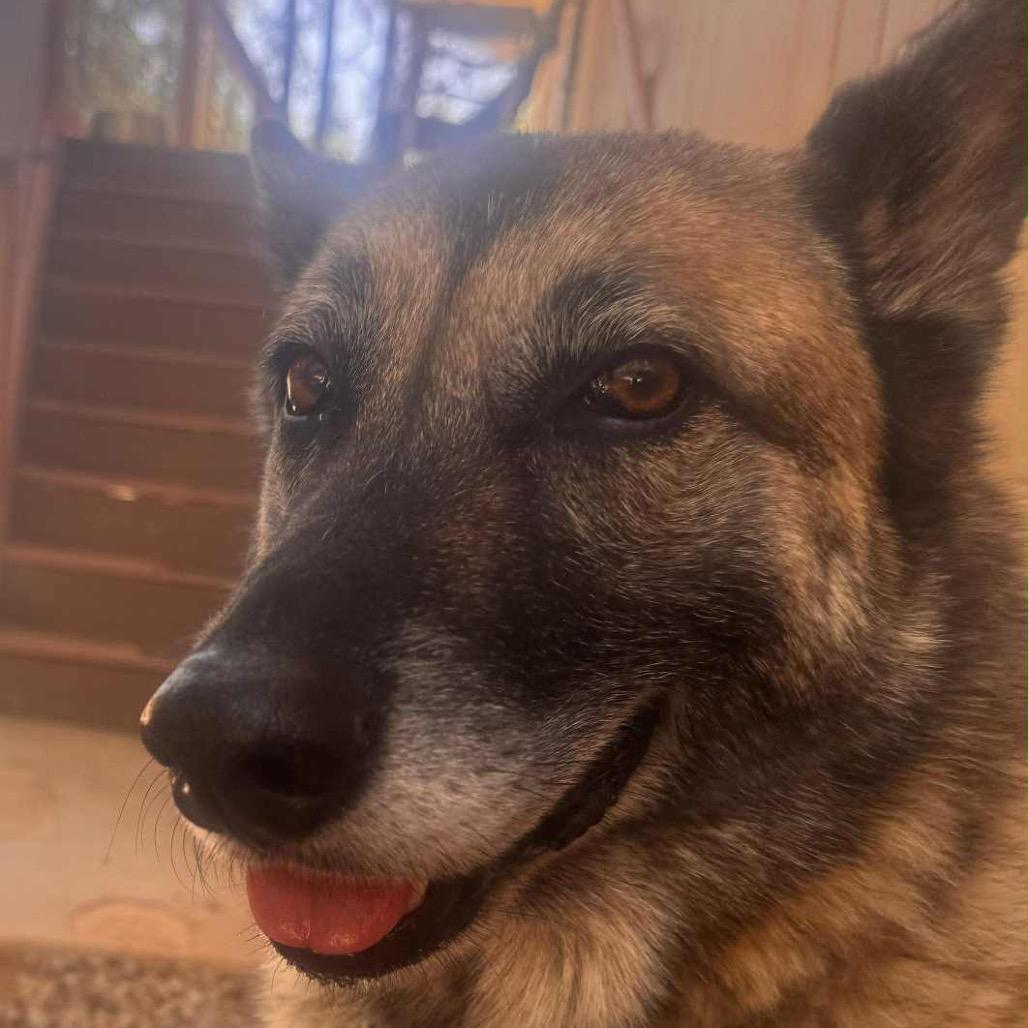 Enlarge Rusty, a Adoptable mixed breed in Lakehead, CA image 3/6