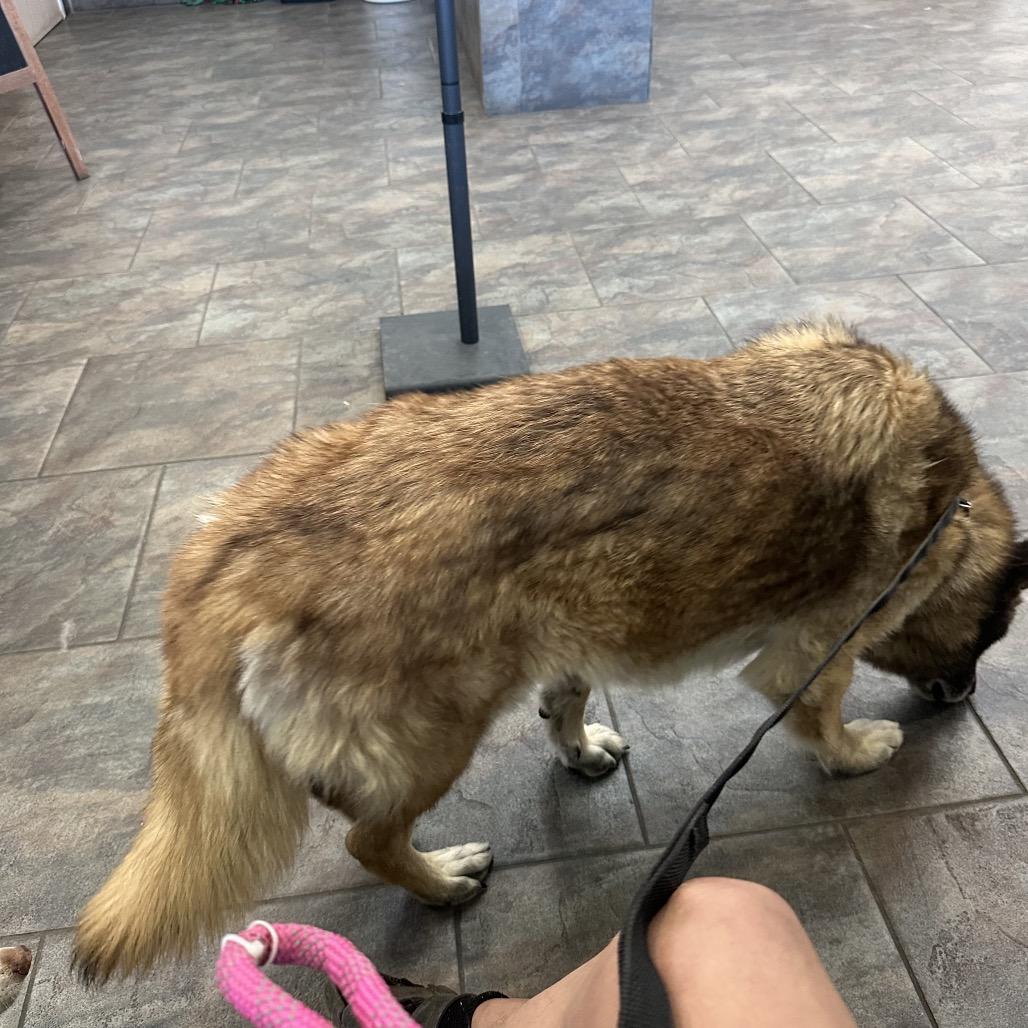 Enlarge Rusty, a Adoptable mixed breed in Lakehead, CA image 4/6