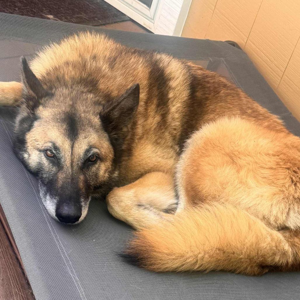 Enlarge Rusty, a Adoptable mixed breed in Lakehead, CA image 5/6