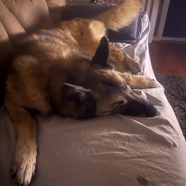 Enlarge Rusty, a Adoptable mixed breed in Lakehead, CA image 6/6