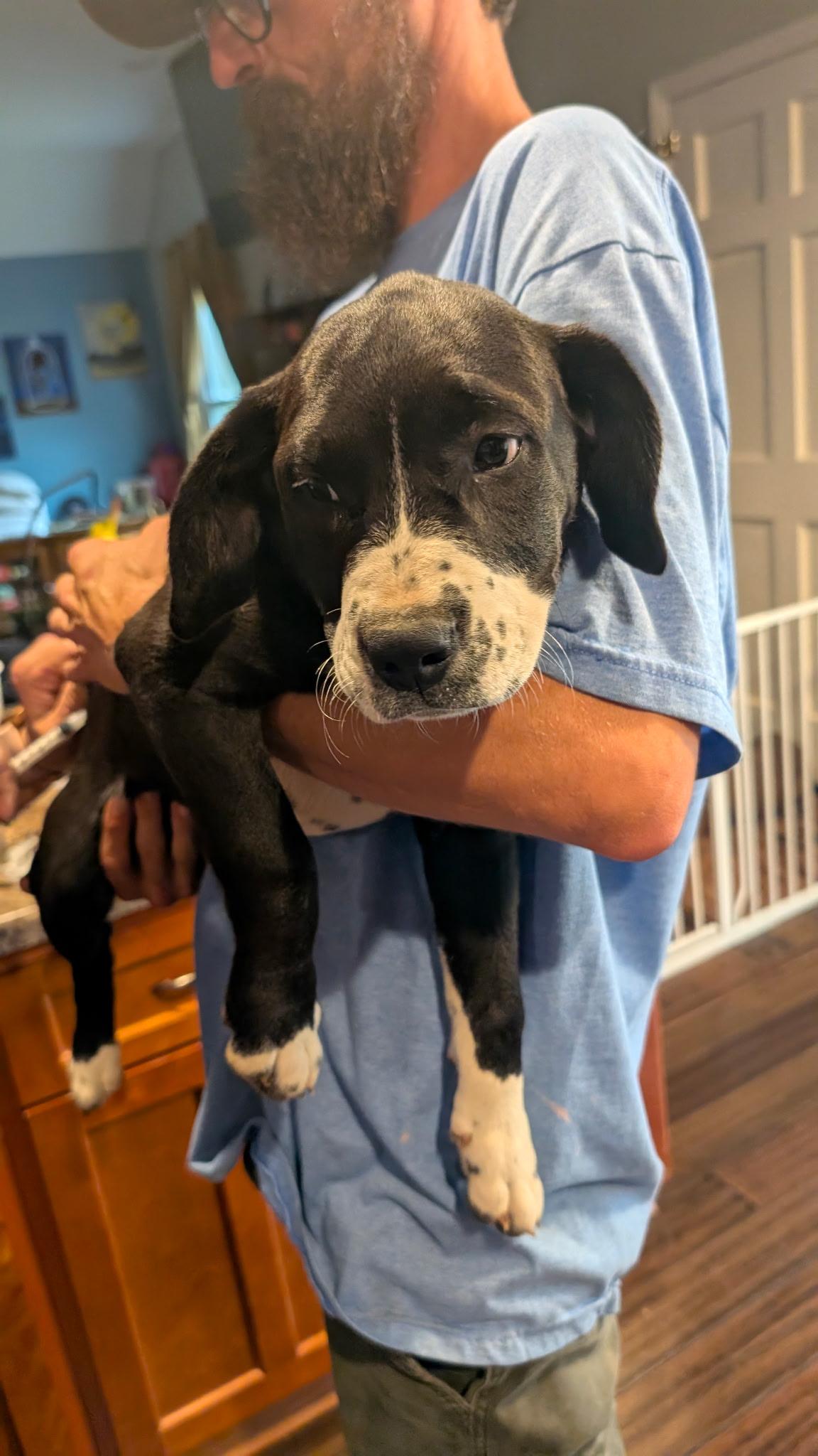 Enlarge Kay, a Adoptable mixed breed in Toney, AL image 1/1