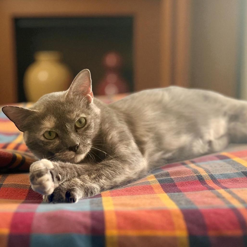 Button, Adoptable, Adult Female Domestic Short Hair.