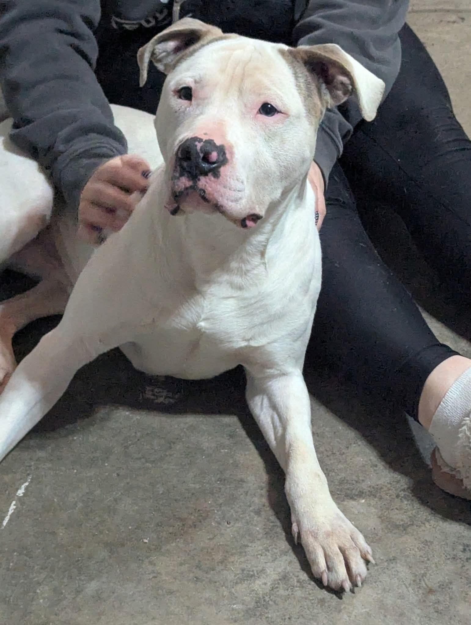 Brendan NEEDS FOSTER/ADOPTER ASAP, Adoptable, Young Male Mixed Breed.