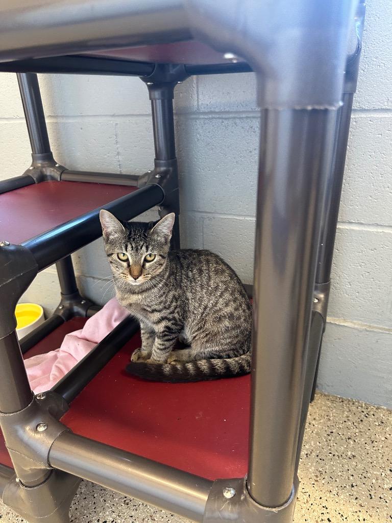 Catalie, Adoptable, Kitten Female Tabby.
