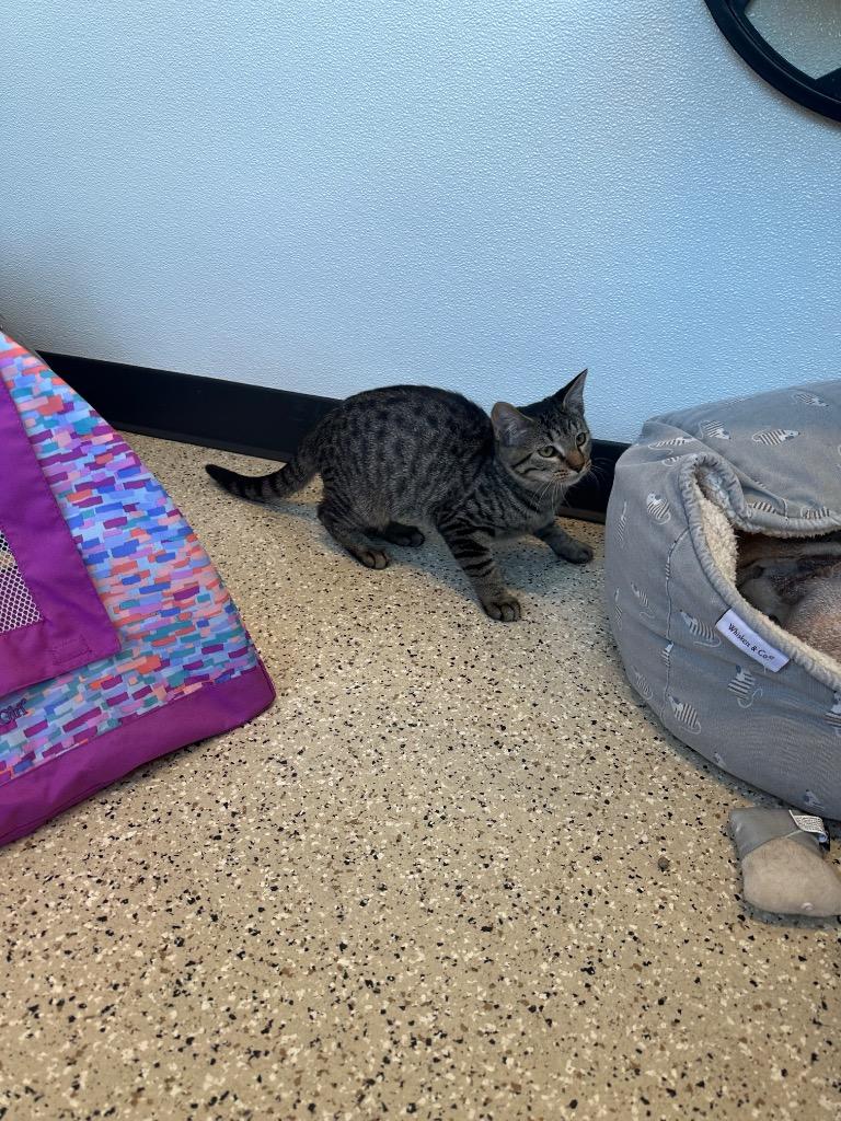 Enlarge Catalie, a Adoptable Tabby in Newberg, OR image 2/2