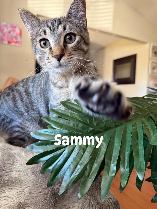 Sammy, Adoptable, Young Male Domestic Short Hair.