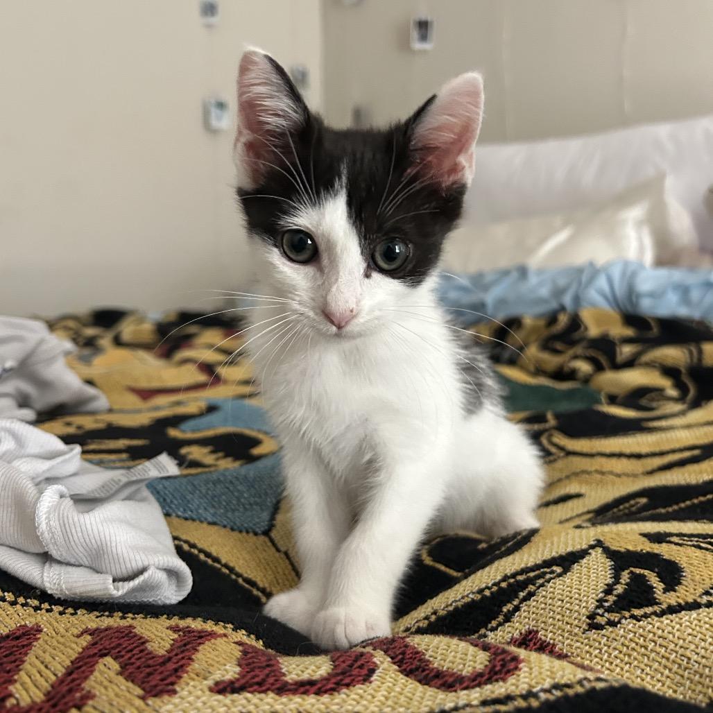 Sweets, Adoptable, Kitten Female Domestic Short Hair & Domestic Short Hair.
